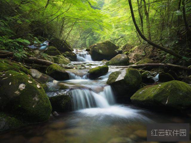 鸟鸣涧,自然之音与心灵的共鸣