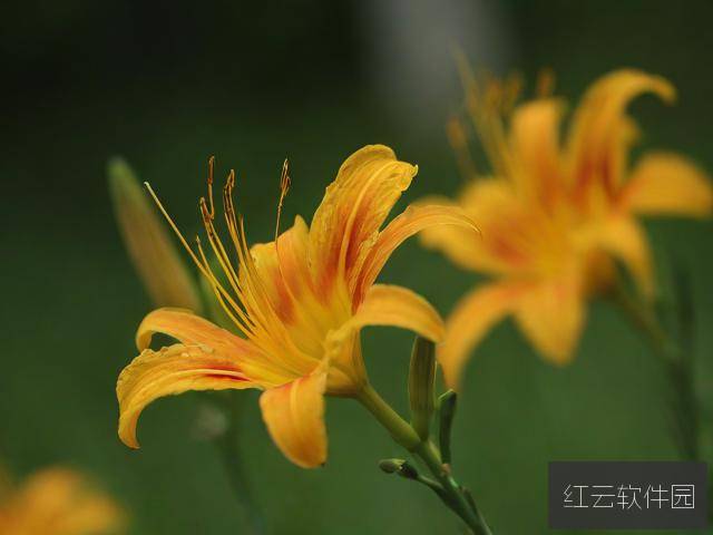 旋风百草，青春与梦想的热血绽放